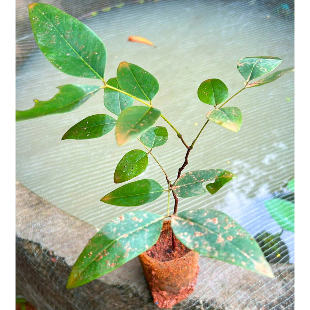 Canadian Konna, Golden Shower Tree, Amaltas Live Plant