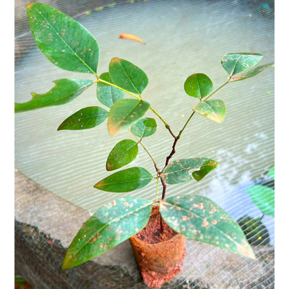 Canadian Konna, Golden Shower Tree, Amaltas Live Plant
