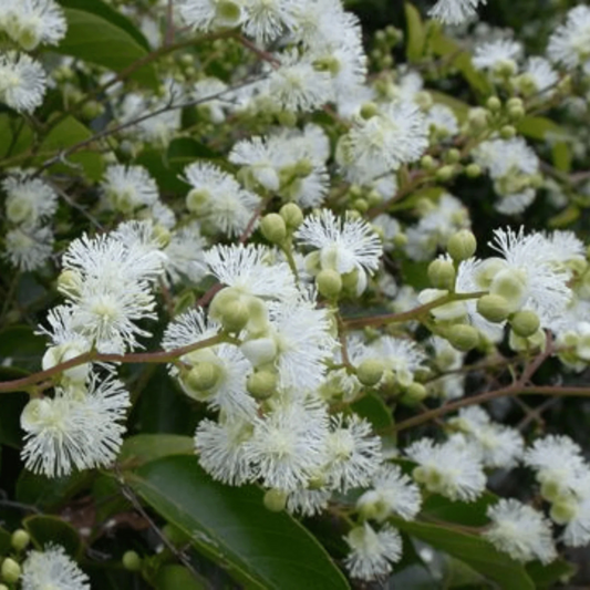 Candle Vine (Pothos longipes) Rare Flowering Live Plant