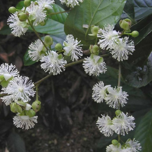 Candle Vine (Pothos longipes) Rare Flowering Live Plant