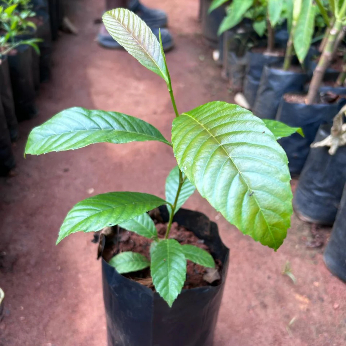 Candle Vine (Pothos longipes) Rare Flowering Live Plant