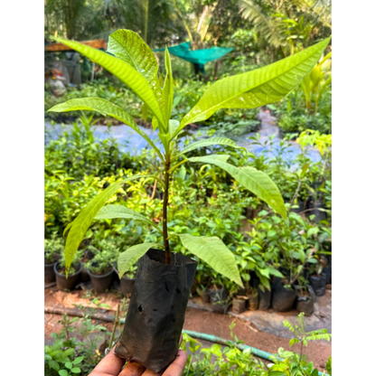 Cannonball / KailashPati (Naga lingam) Tree Layered Live Plant