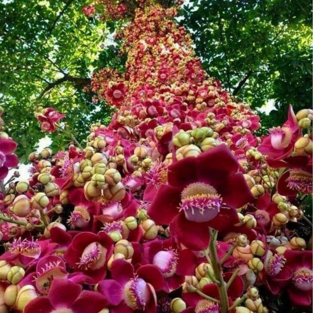 Cannonball / KailashPati (Naga lingam) Tree Layered Live Plant