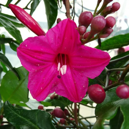 Cardinal Creeper (Ipomoea Horsfalliae) Grafted Live Plant
