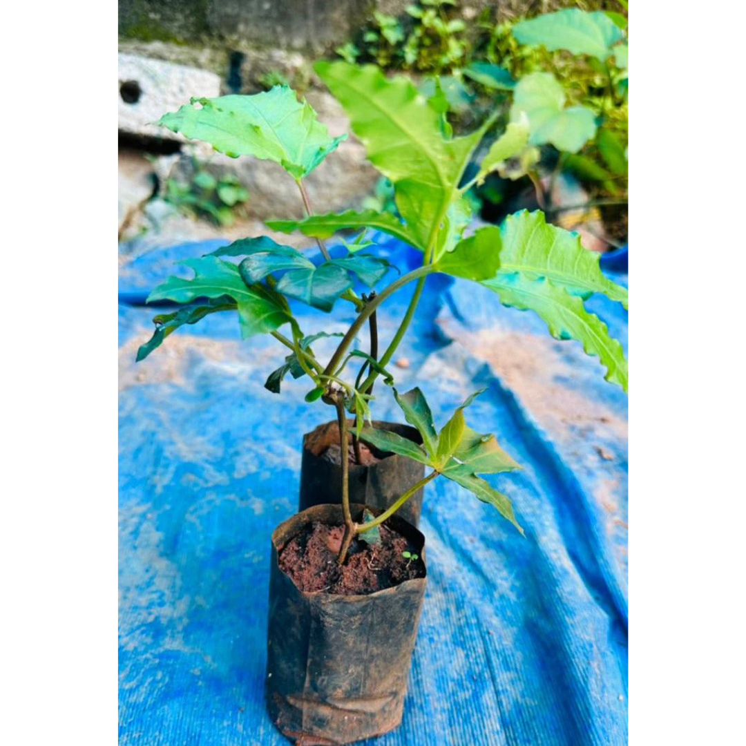 Cardinal Creeper (Ipomoea Horsfalliae) Grafted Live Plant