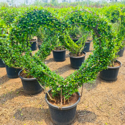 Carmona microphylla (Fukien Tea Tree) Ornamental Live Plant