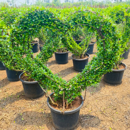 Carmona microphylla (Fukien Tea Tree) Ornamental Live Plant