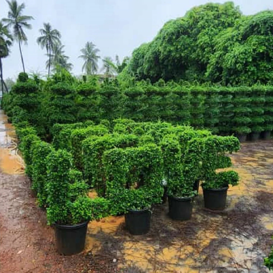 Carmona microphylla (Fukien Tea Tree) Ornamental Live Plant
