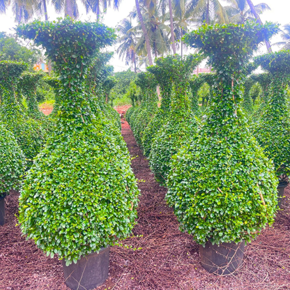 Carmona microphylla (Fukien Tea Tree) Ornamental Live Plant