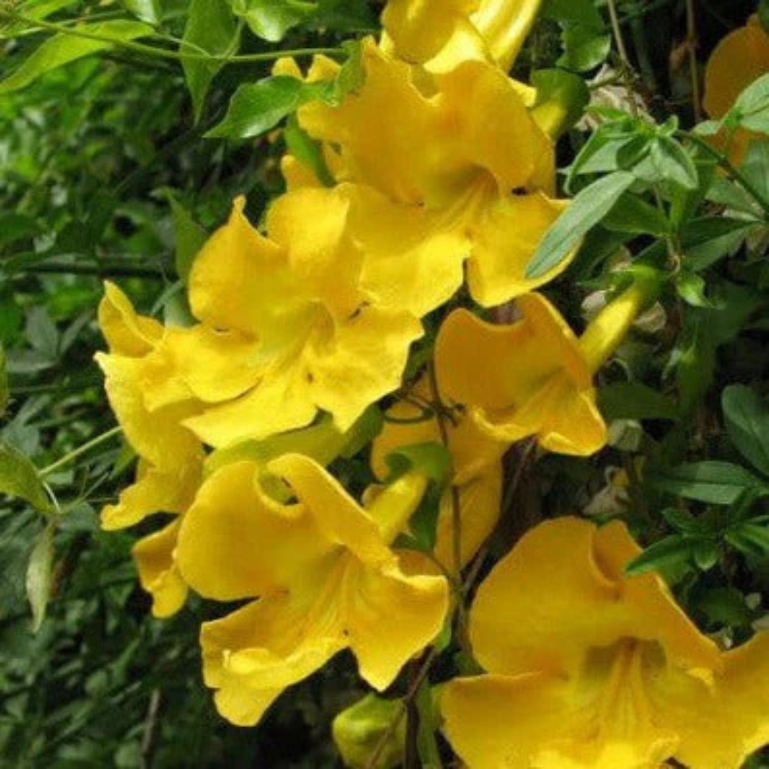 Cat's Claw Climbing and Creeping Flowering Live Plant
