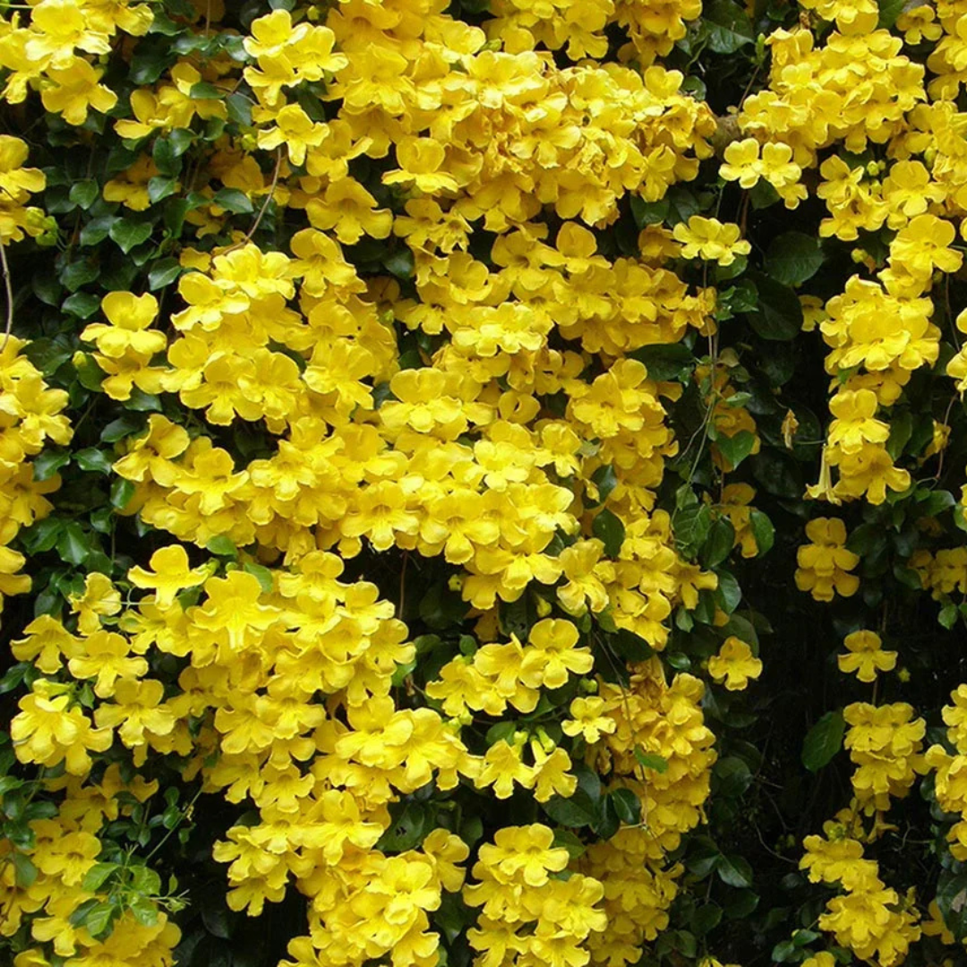 Cat's Claw Climbing and Creeping Flowering Live Plant