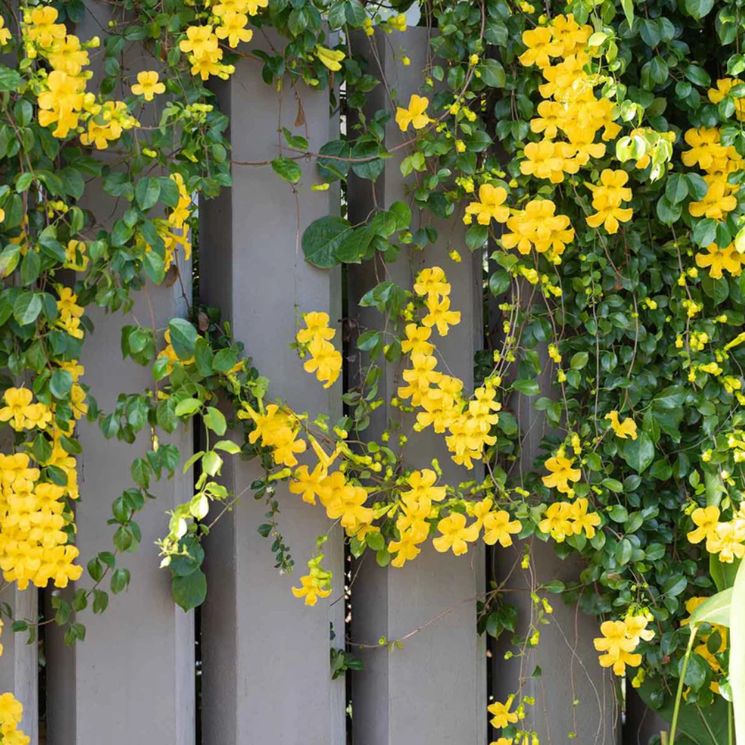 Cat's Claw Climbing and Creeping Flowering Live Plant