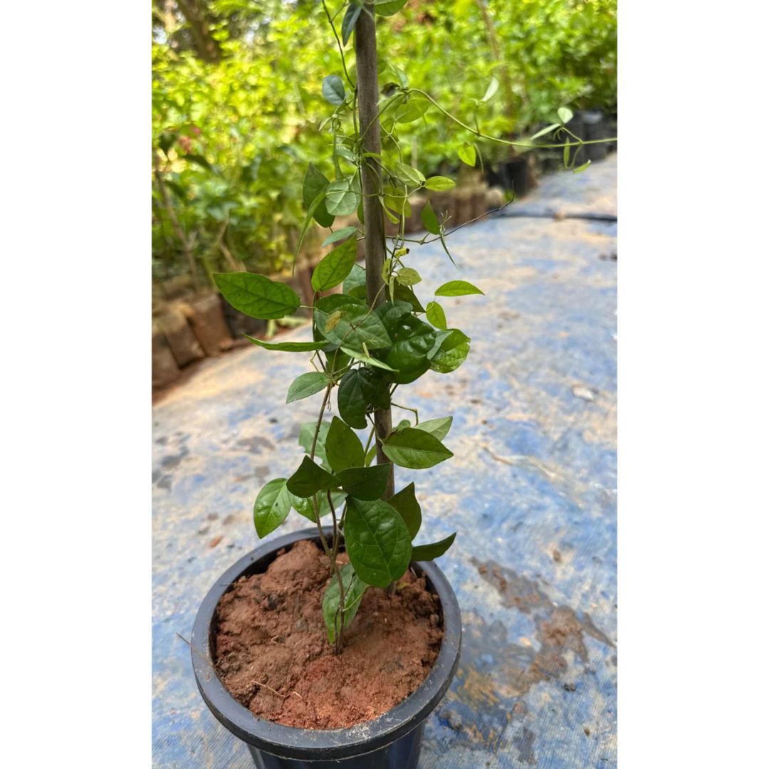 Cat's Claw Climbing and Creeping Flowering Live Plant