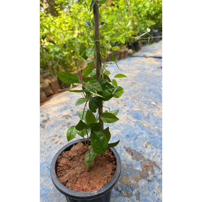 Cat's Claw Climbing and Creeping Flowering Live Plant