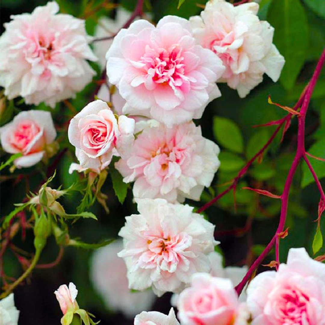 Cecile Brunner Rose Live Plant