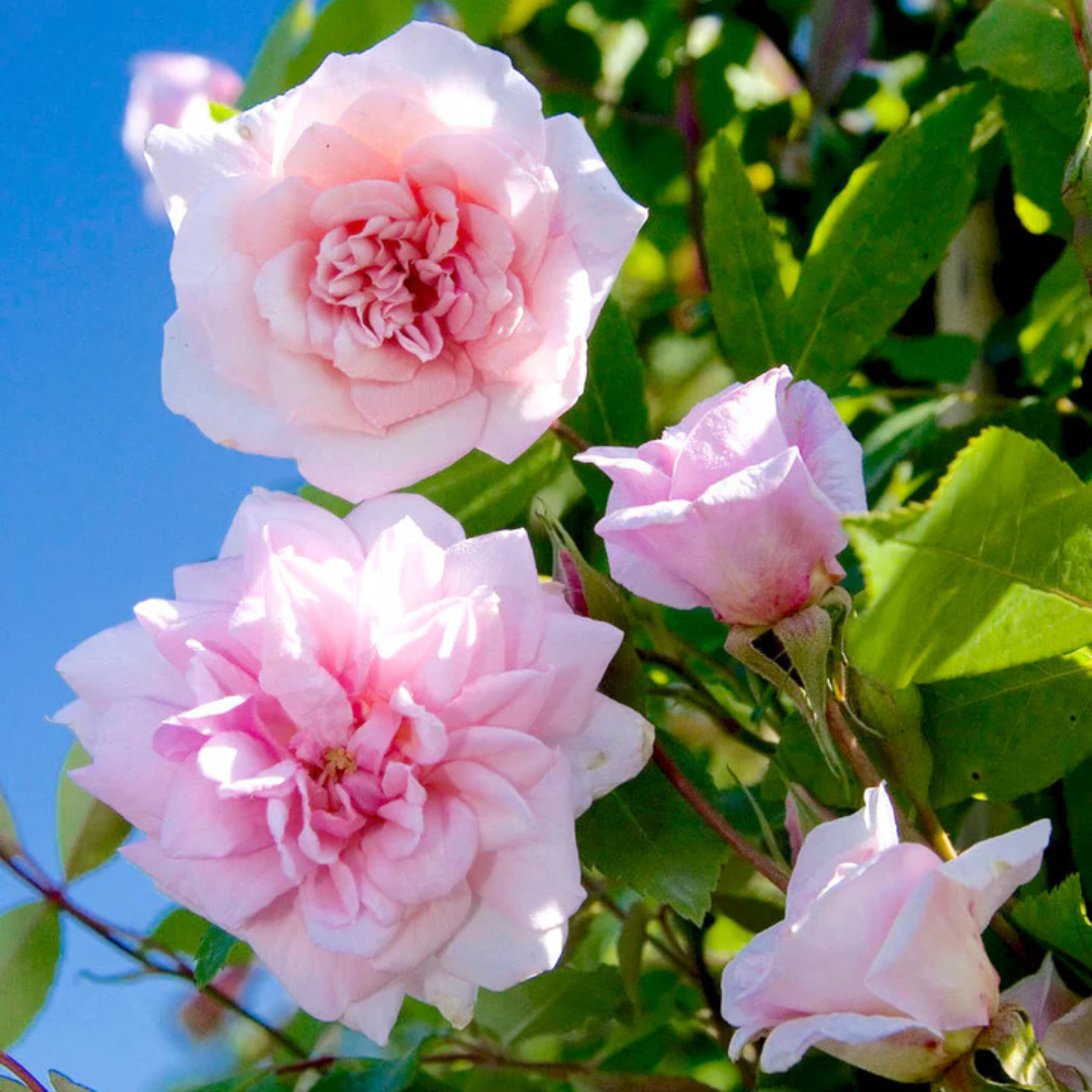 Cecile Brunner Rose Live Plant