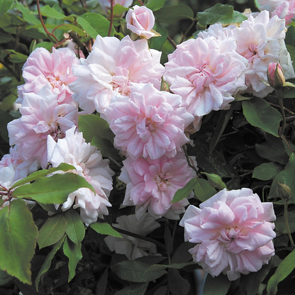 Cecile Brunner Rose Live Plant