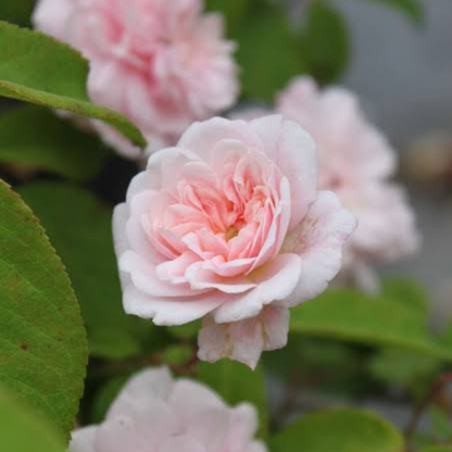 Cecile Brunner Rose Live Plant