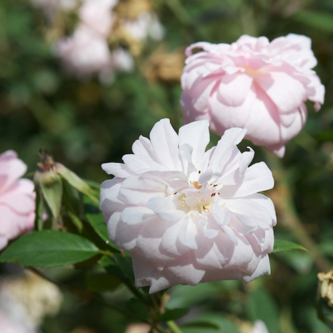 Cecile Brunner Rose Live Plant