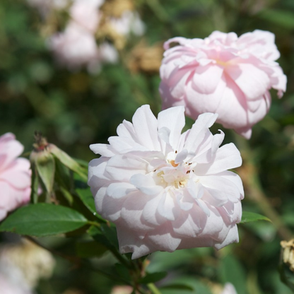 Cecile Brunner Rose Live Plant