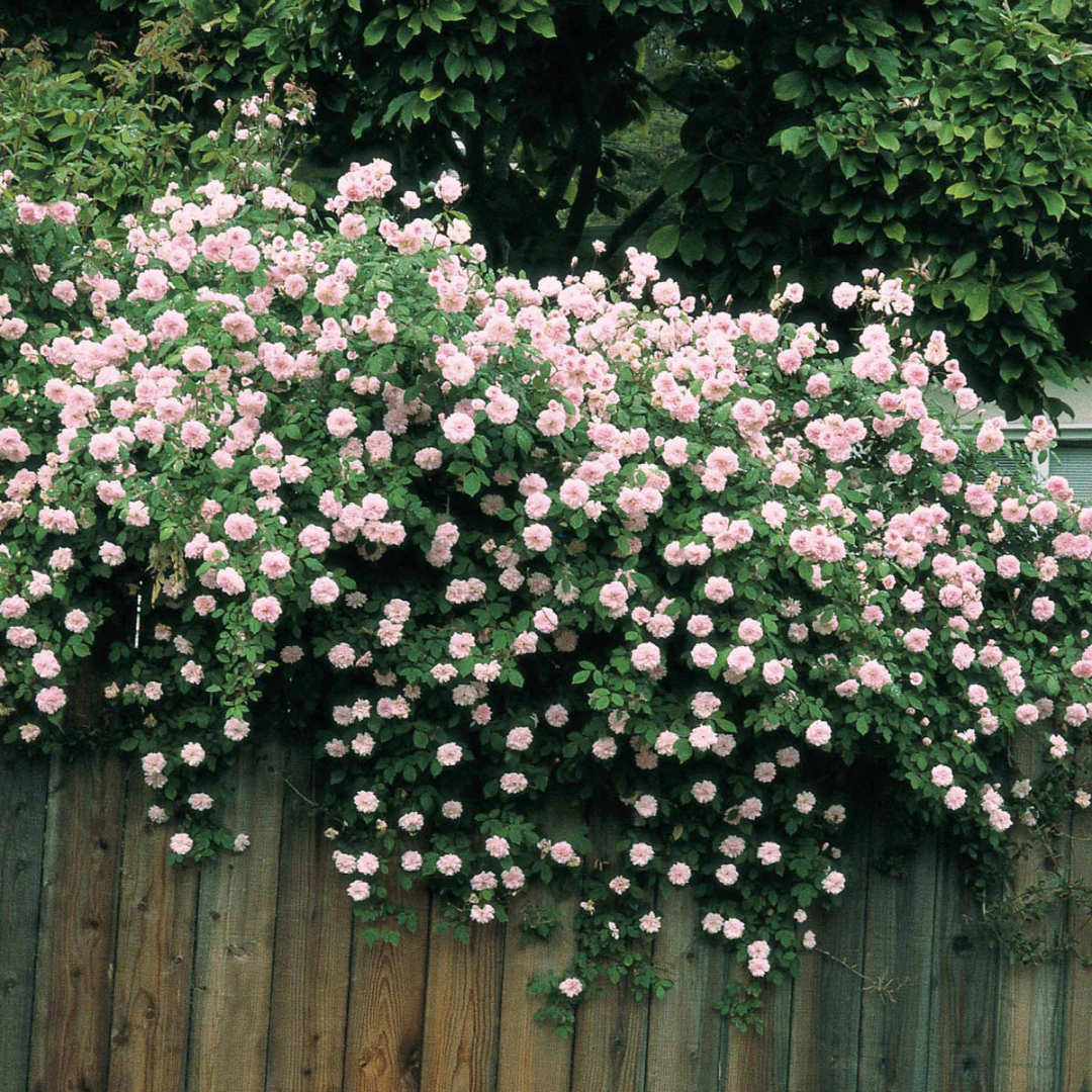 Cecile Brunner Rose Live Plant