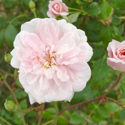 Cecile Brunner Rose Live Plant