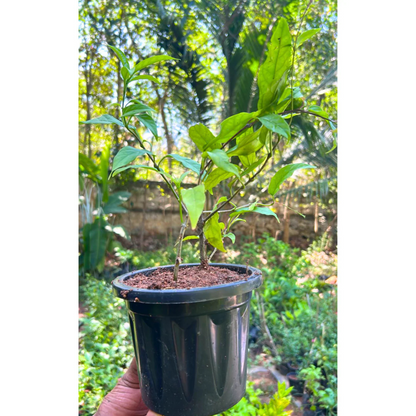 Chains of Glory Flowering Live Plant