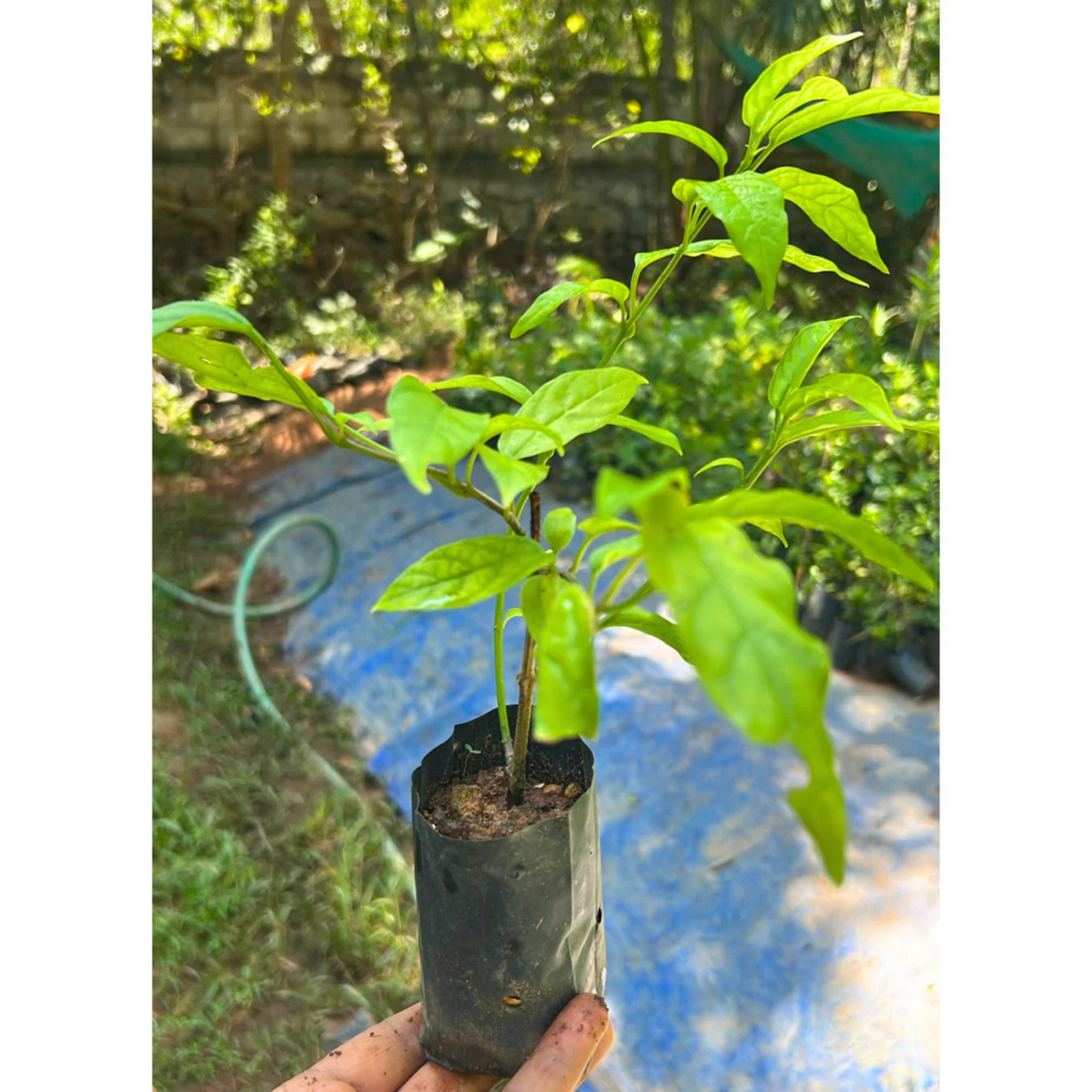 Chains of Glory Flowering Live Plant