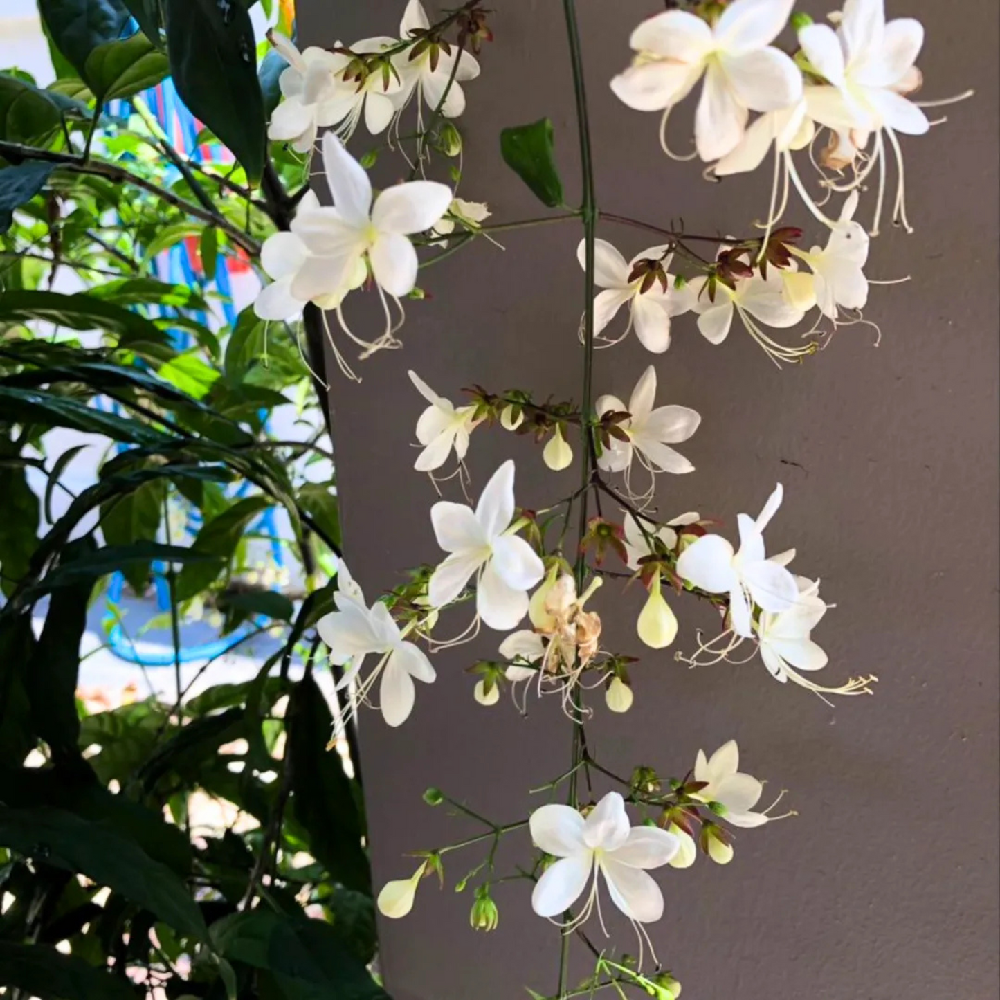 Chains of Glory Flowering Live Plant