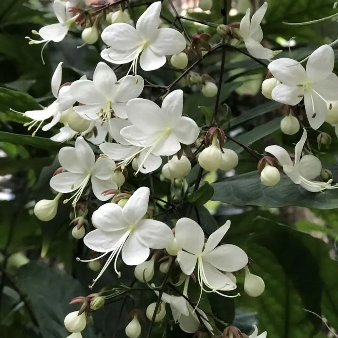 Chains of Glory White Rare Flowering Live Plant