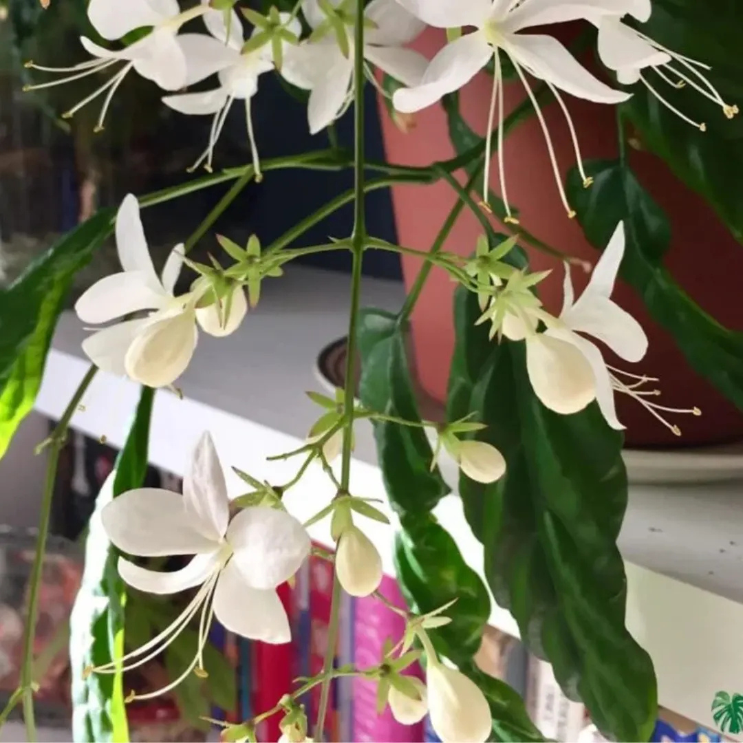 Chains of Glory White Rare Flowering Live Plant