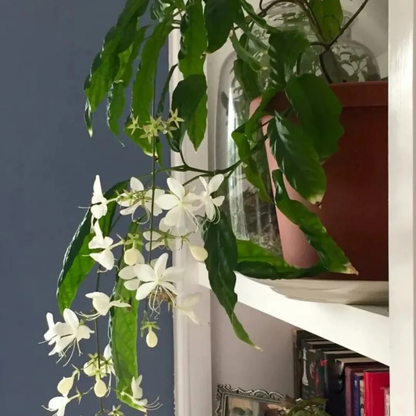 Chains of Glory White Rare Flowering Live Plant