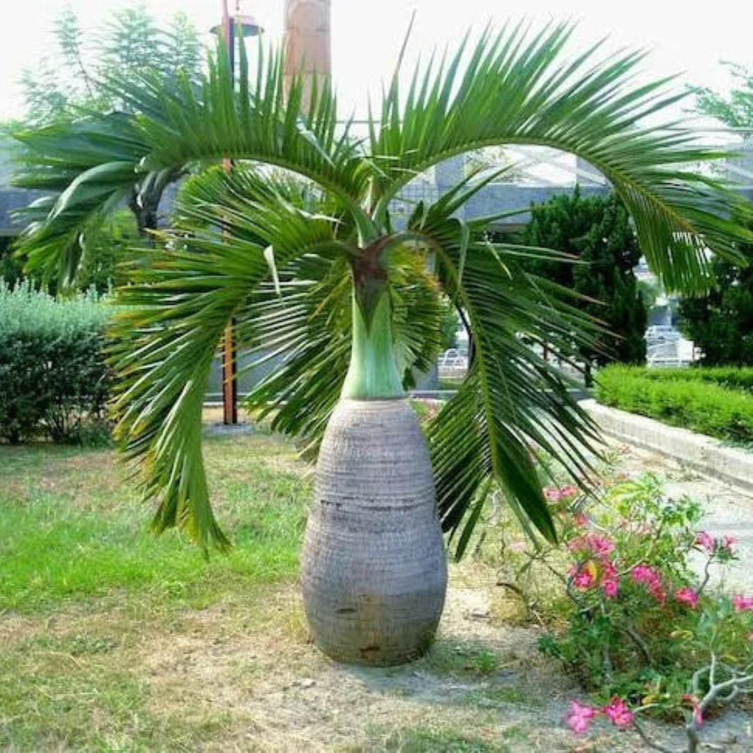 Champagne Palm Ornamental Live Plant