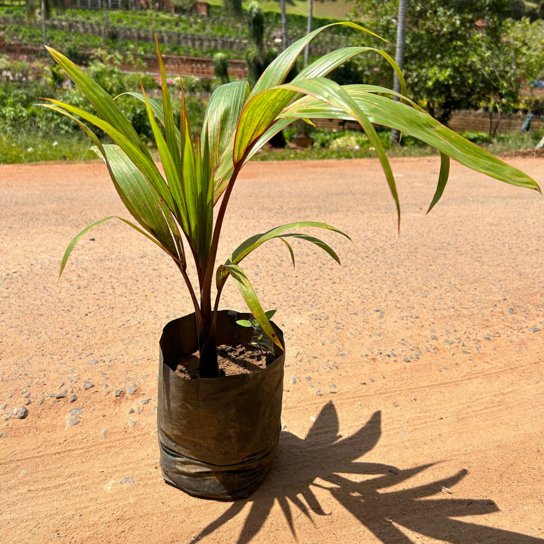 Champagne Palm Ornamental Live Plant