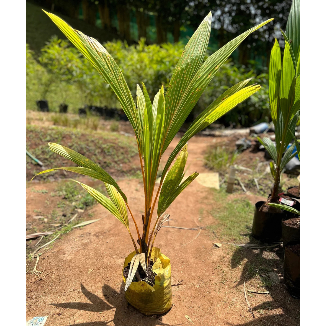 Chavakkadan Red Dwarf Coconut Tree Plant (Tender Coconut Plant)
