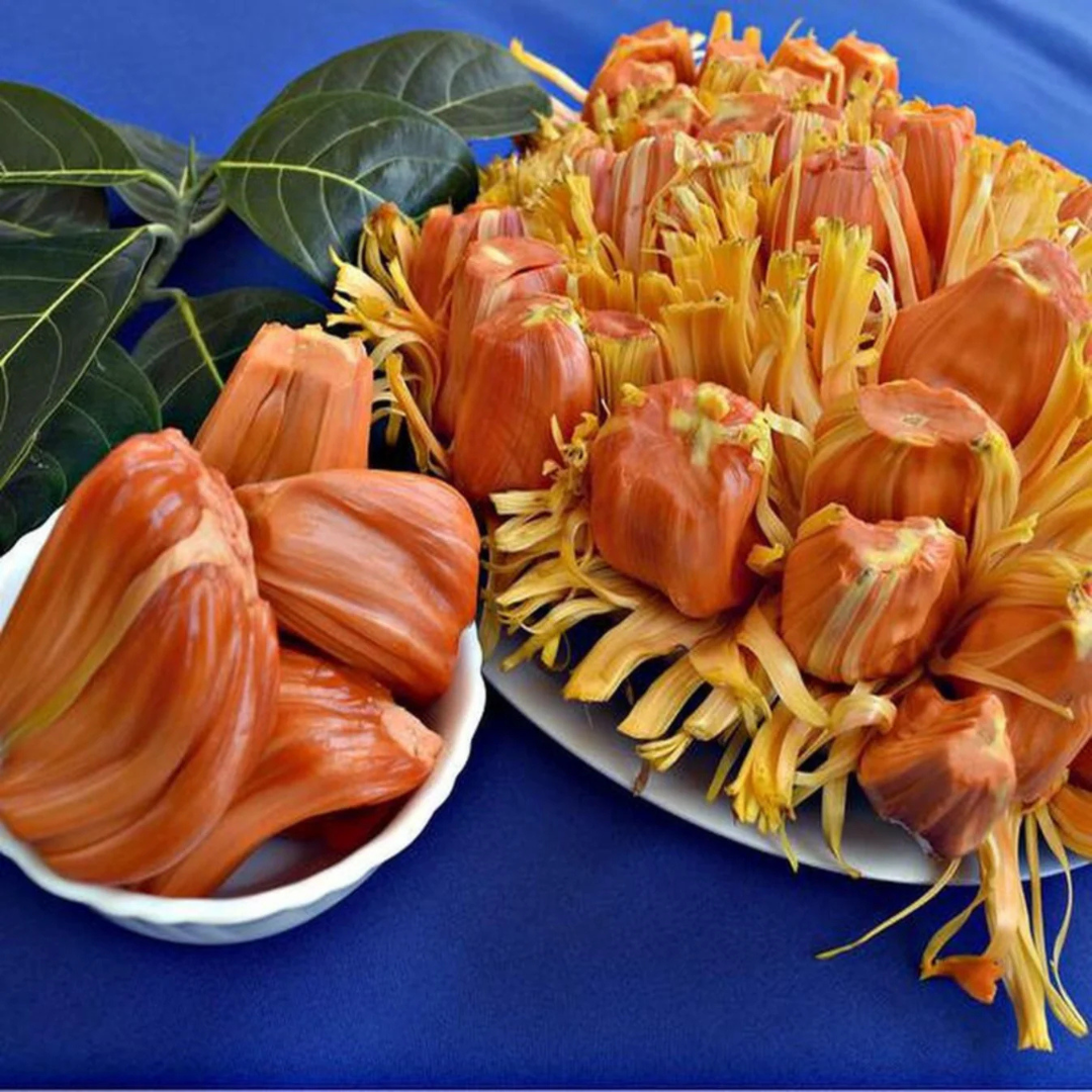 Chembarathi Varikka / Chandra Halasu Jack Fruit Live Plant