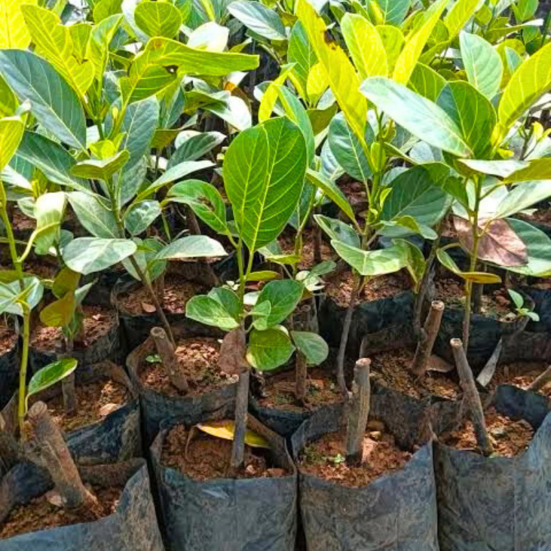 Chembarathi Varikka / Chandra Halasu Jack Fruit Live Plant
