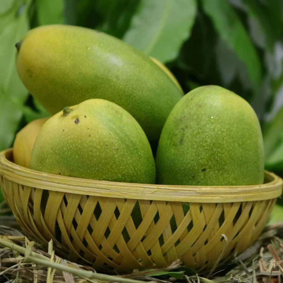 Cheruku Rasalu Mango Grafted Live Plant | Buy Sweet Mango Tree Online ...