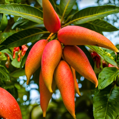 Chilli Mango Grafted Live Plant