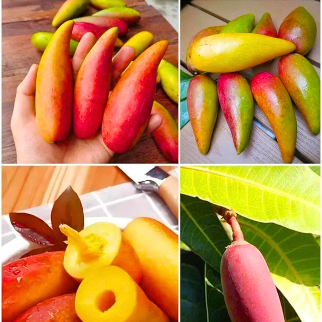 Chilli Mango Grafted Live Plant