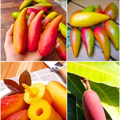 Chilli Mango Grafted Live Plant