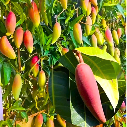 Chilli Mango Grafted Live Plant