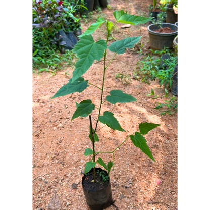 Chinese Lantern (Abutilon megapotamicum) Rare Flowering Live Plant