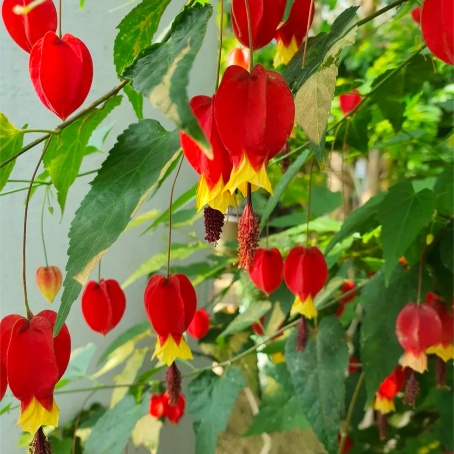 Chinese Lantern (Abutilon megapotamicum) Rare Flowering Live Plant