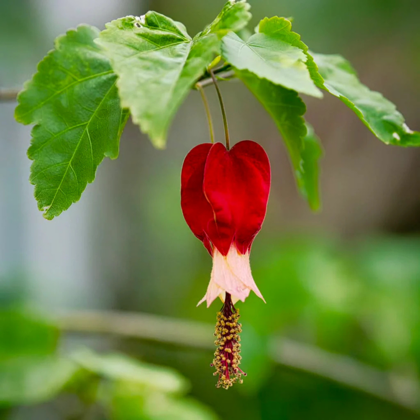 Chinese Lantern (Abutilon megapotamicum) Rare Flowering Live Plant