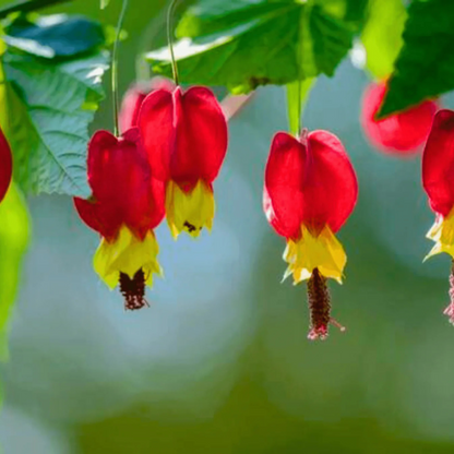 Chinese Lantern (Abutilon megapotamicum) Rare Flowering Live Plant