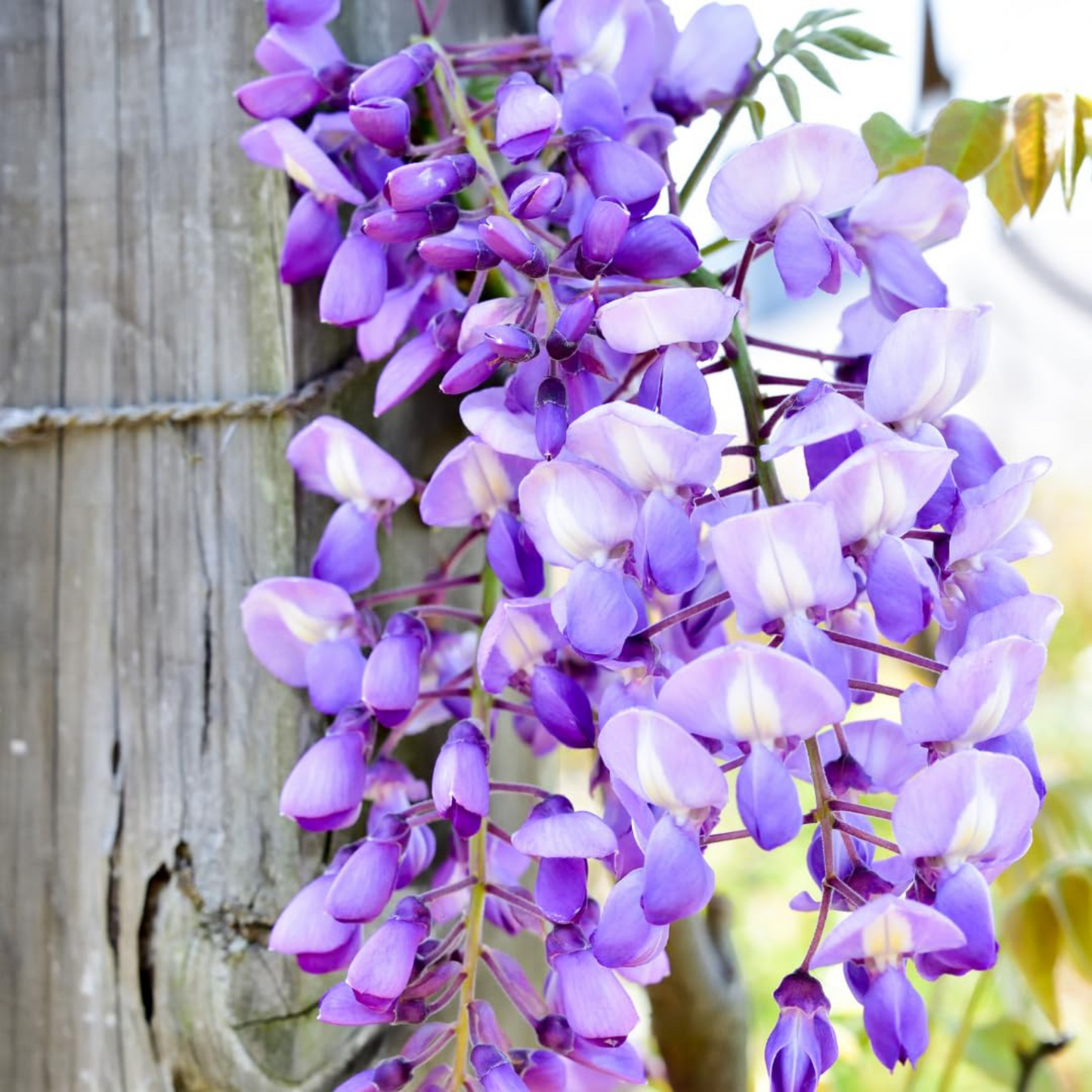 Chinese Wisteria Purple Rare Fragrant Flowering Live Plant