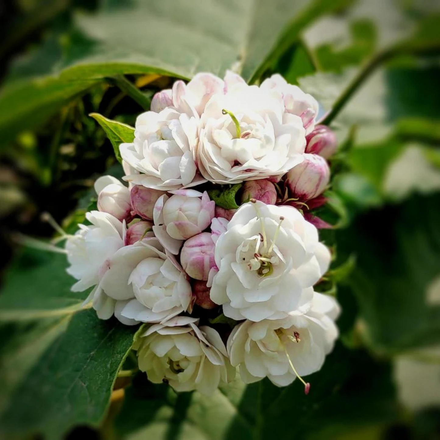 Clerodendrum Fragrans All Time Flowering Live Plant