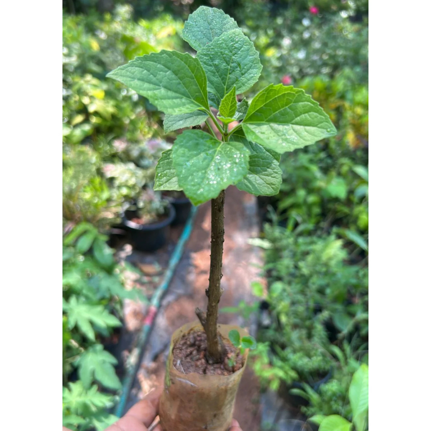Clerodendrum Fragrans All Time Flowering Live Plant