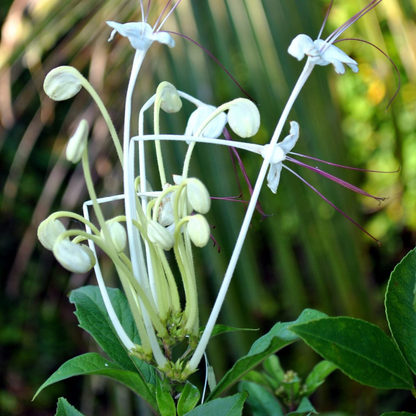 Clerodendrum incisum (Musical Note Plant) Rare Flowering Live Plant